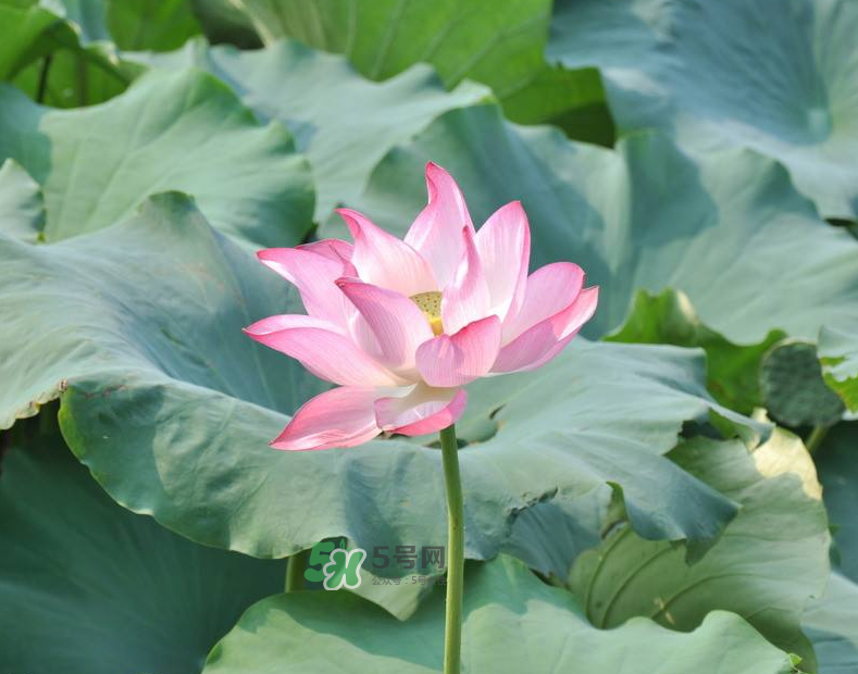 荷花桿可以吃嗎？荷花桿怎么吃？