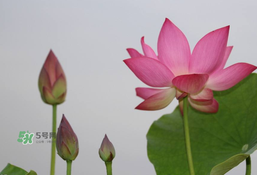 荷花桿可以吃嗎？荷花桿怎么吃？