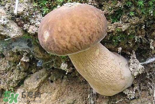 牛肝菌種類有哪些？牛肝菌與什么食物相克