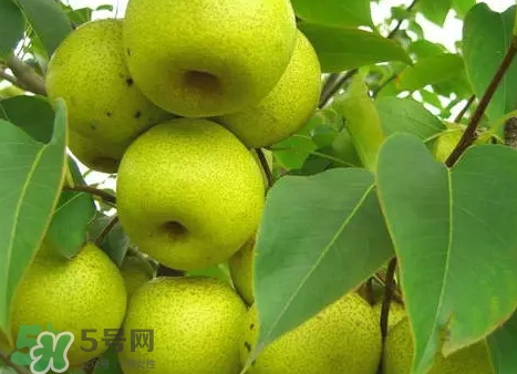 綠寶石梨多少錢(qián)一斤？綠寶石梨價(jià)格表