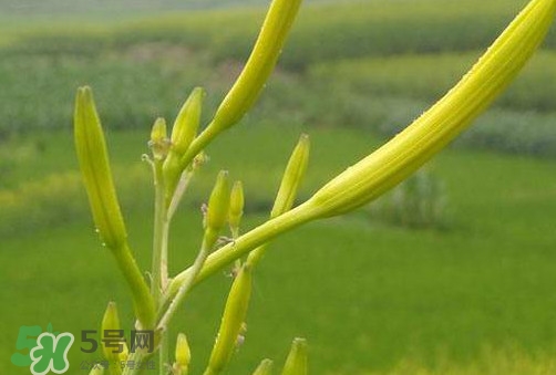 黃花菜是植物的什么部分？黃花菜要去芯嗎？