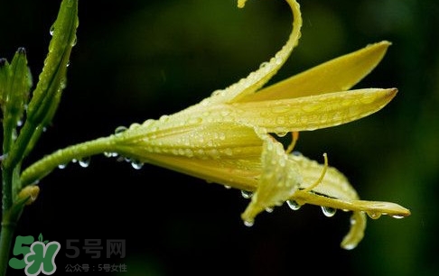 黃花菜什么時(shí)候種植？黃花菜什么時(shí)候采摘好