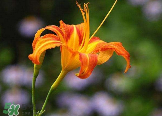 黃花菜開花了還能吃嗎？開花的黃花菜可以吃嗎