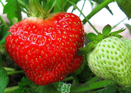 九月份可以種草莓嗎？九月份有草莓吃嗎？