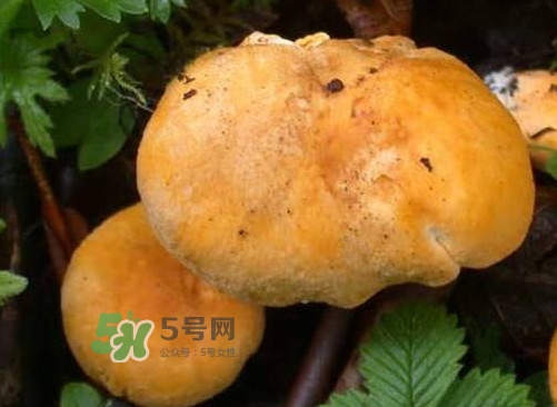 雞油菌是寒性的嗎？雞油菌是發(fā)物嗎
