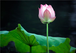 荷花桿可以吃嗎？荷花桿怎么吃？