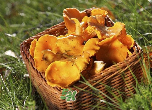 雞油菌怎么清洗？雞油菌要焯水嗎