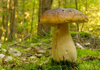 牛肝菌種類有哪些？牛肝菌與什么食物相克