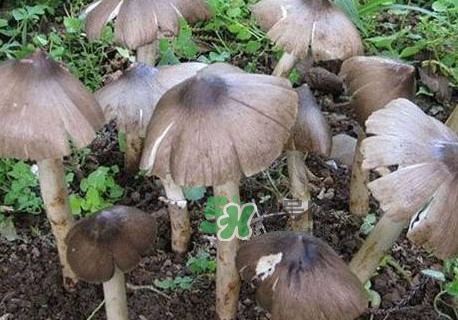 雞樅菌什么人不能吃？雞樅菌哪些人能吃