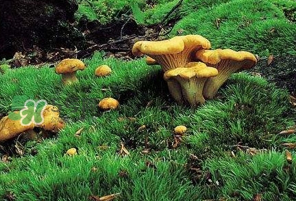 雞油菌怎么做好吃？雞油菌怎么吃