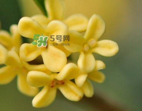 家里為什么不能種桂花？桂花為什么不能栽在家里