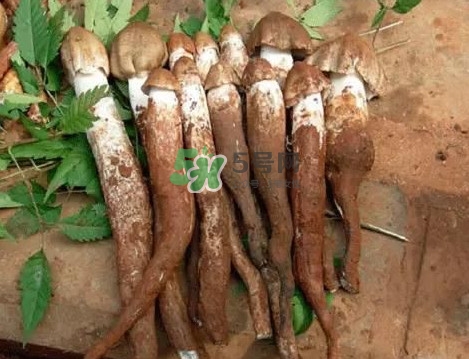 雞樅菌和松茸哪個更好？雞樅菌有什么營養(yǎng)