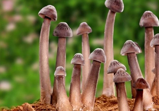 雞樅菌多少錢一斤？干雞樅菌多少錢一斤