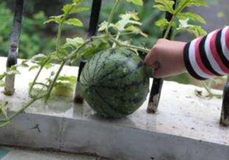 9月份可以種西瓜嗎？九月份種西瓜會結果嗎？