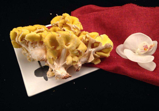 雞油菌孕婦能吃嗎？孕婦可以吃雞油菌嗎