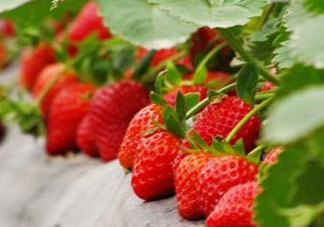 九月份可以種草莓嗎？九月份有草莓吃嗎？
