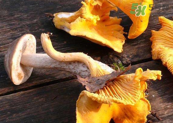 雞油菌什么季節(jié)有？雞油菌什么時(shí)候采摘