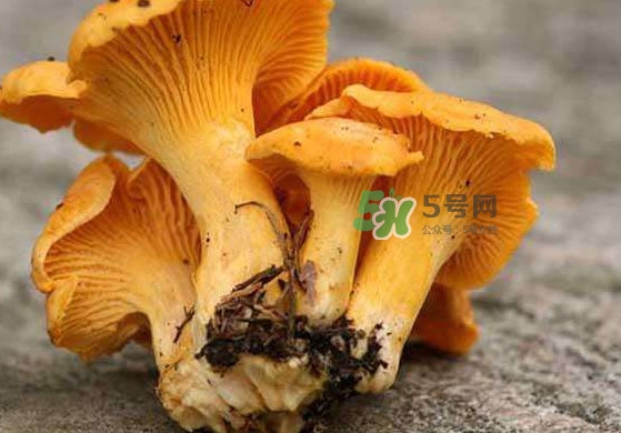 雞油菌孕婦能吃嗎？孕婦可以吃雞油菌嗎