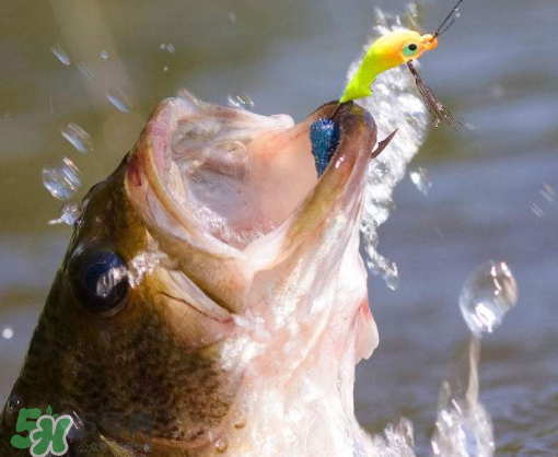 9月份釣什么魚？9月份釣草魚嗎？