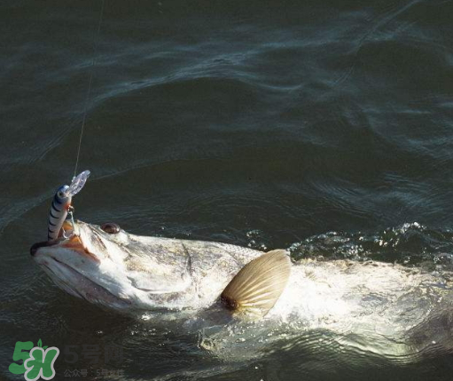 9月份釣什么魚？9月份釣草魚嗎？