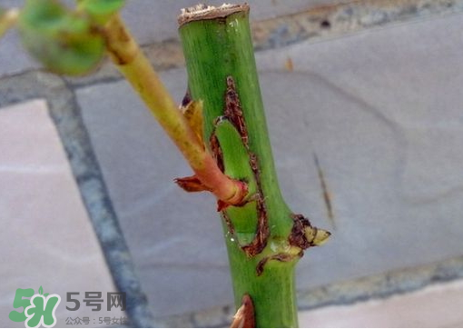 九月份能嫁接樹嗎？九月份怎么嫁接樹？