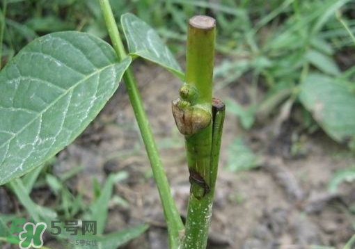 九月份能嫁接樹嗎？九月份怎么嫁接樹？