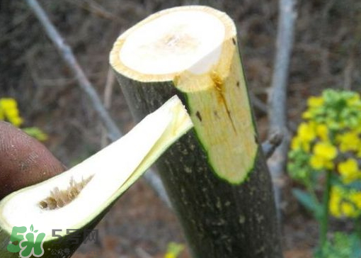 九月份能嫁接樹嗎？九月份怎么嫁接樹？