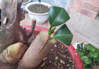 九月份能嫁接樹(shù)嗎？九月份怎么嫁接樹(shù)？