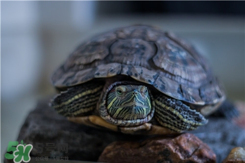 甲魚湯是涼性的嗎？甲魚湯的禁忌人群