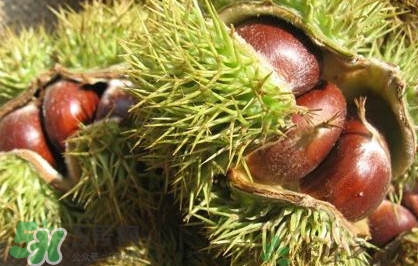 板栗刺有毒嗎？板栗刺球怎么去掉