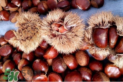 板栗殼里面的皮能吃嗎？板栗殼有什么作用