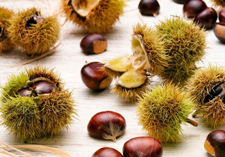 被板栗刺了怎么辦？板栗刺球煮水喝有什么作用