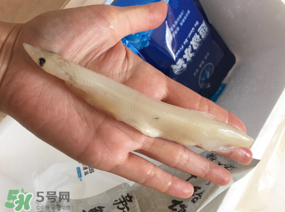 大銀魚(yú)多少錢一斤？大銀魚(yú)怎么洗？