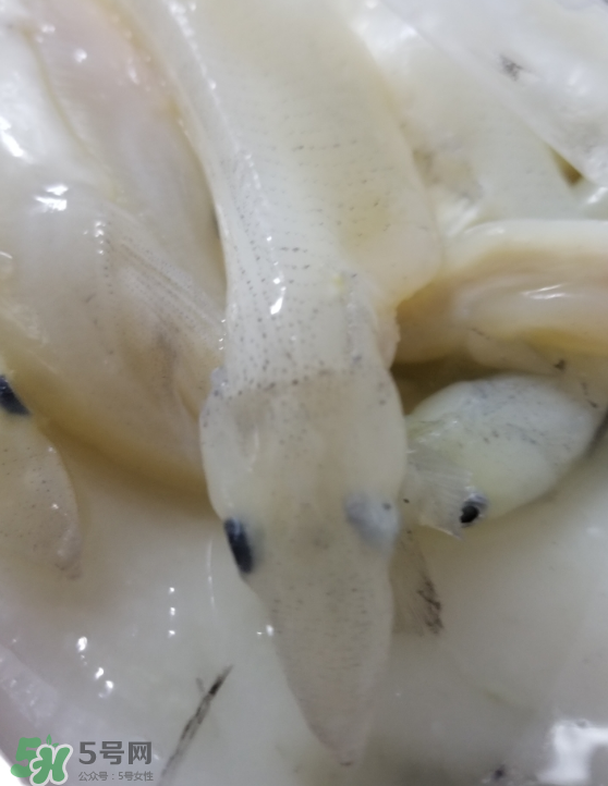 銀魚怎么保存？銀魚可以放在冰箱冷凍保存嗎？