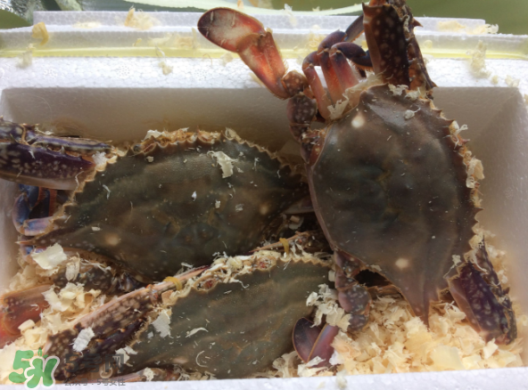 梭子蟹是海里的嗎？梭子蟹是螃蟹嗎？