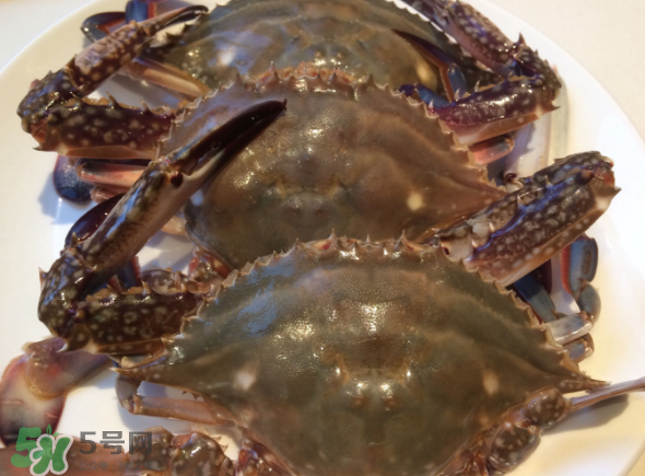 梭子蟹是海里的嗎？梭子蟹是螃蟹嗎？