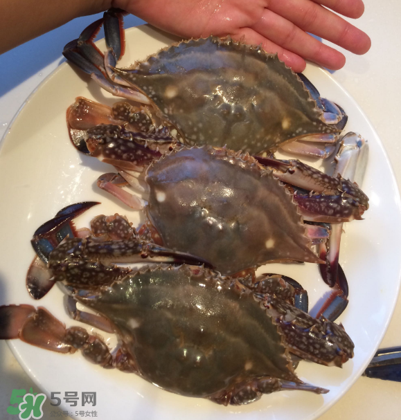 梭子蟹是海里的嗎？梭子蟹是螃蟹嗎？