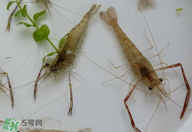 河蝦是發(fā)物嗎？河蝦是不是發(fā)物？