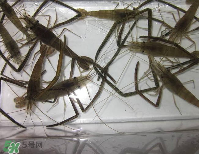 河蝦是發(fā)物嗎？河蝦是不是發(fā)物？