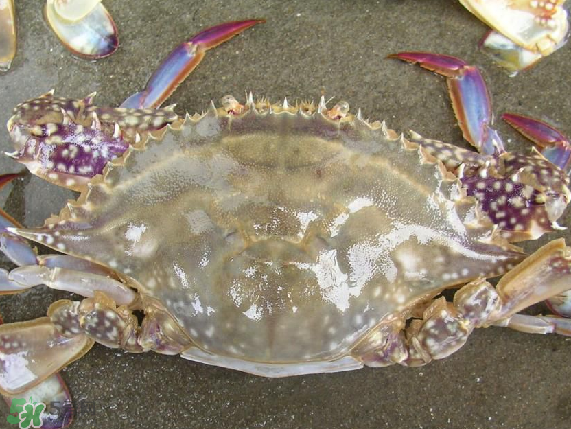 來月經(jīng)能吃梭子蟹嗎？經(jīng)期能吃梭子蟹嗎？