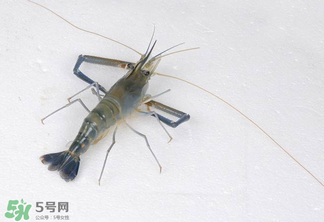 河蝦是酸性還是堿性？河蝦是涼性還是熱性？