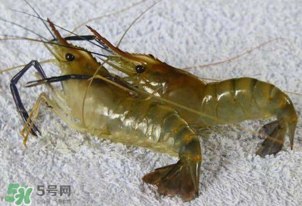 河蝦是酸性還是堿性？河蝦是涼性還是熱性？