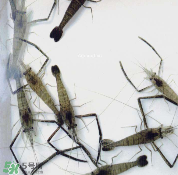 河蝦可以和牛奶同食嗎？河蝦和牛奶能一起吃嗎？