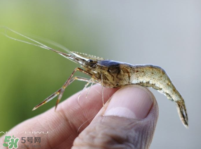 河蝦可以養(yǎng)殖嗎？河蝦怎么養(yǎng)才不會(huì)死？