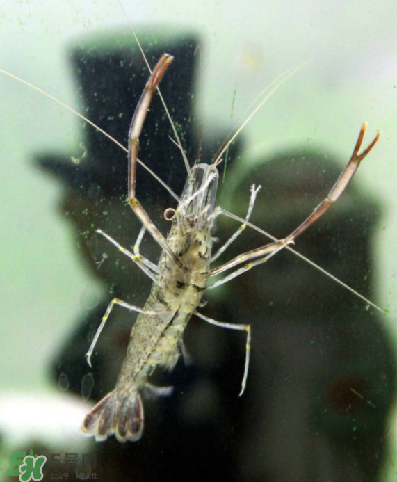 河蝦可以養(yǎng)殖嗎？河蝦怎么養(yǎng)才不會(huì)死？