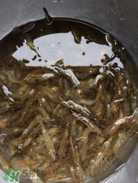 河蝦可以放冰箱嗎？河蝦在冰箱能放幾天？