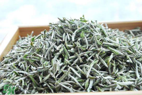 白毫銀針的產(chǎn)地在哪個??？白毫銀針是哪里產(chǎn)的？