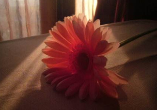 塑料花友誼是什么意思？塑料花友誼怎么來(lái)的