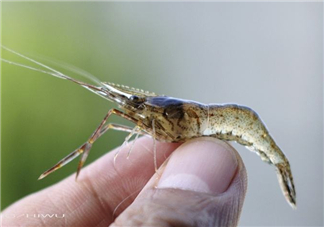 河蝦可以養(yǎng)殖嗎？河蝦怎么養(yǎng)才不會(huì)死？