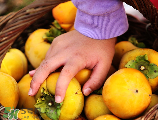 懶柿子幾月熟？哪種柿子適合做懶柿子？